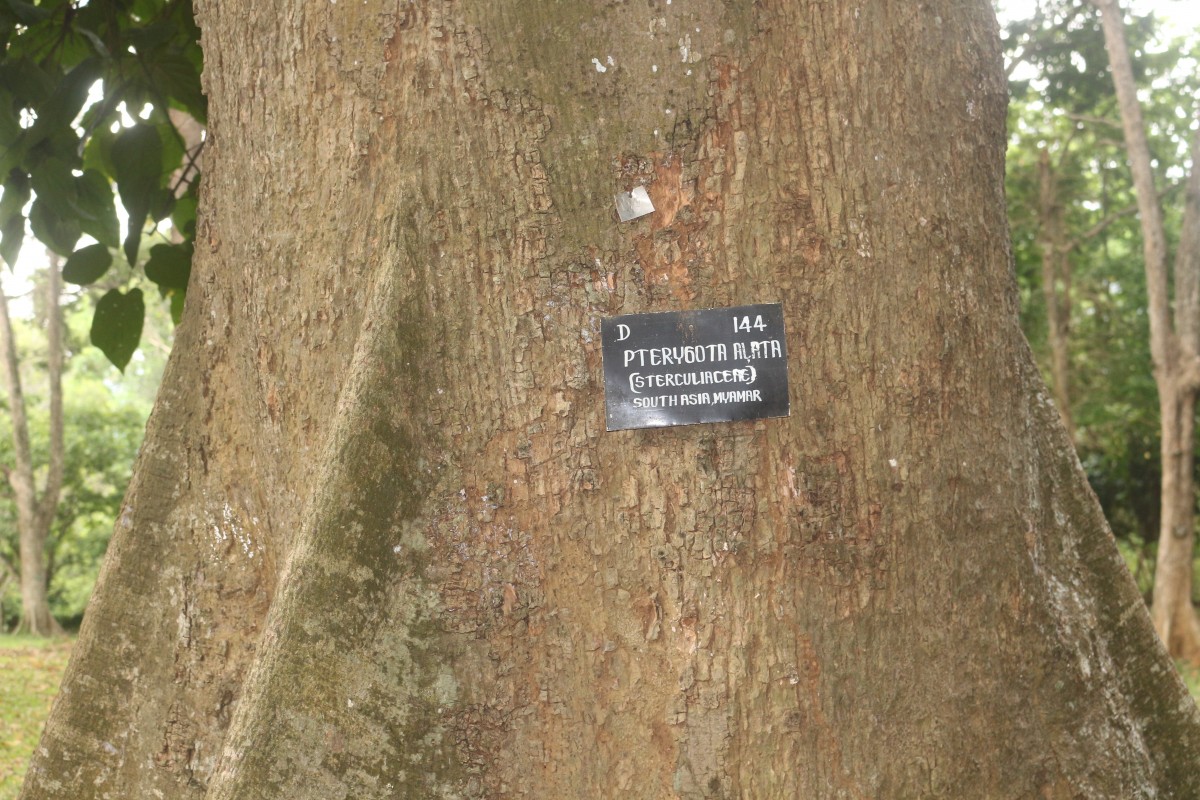 Pterygota alata (Roxb.) R.Br.